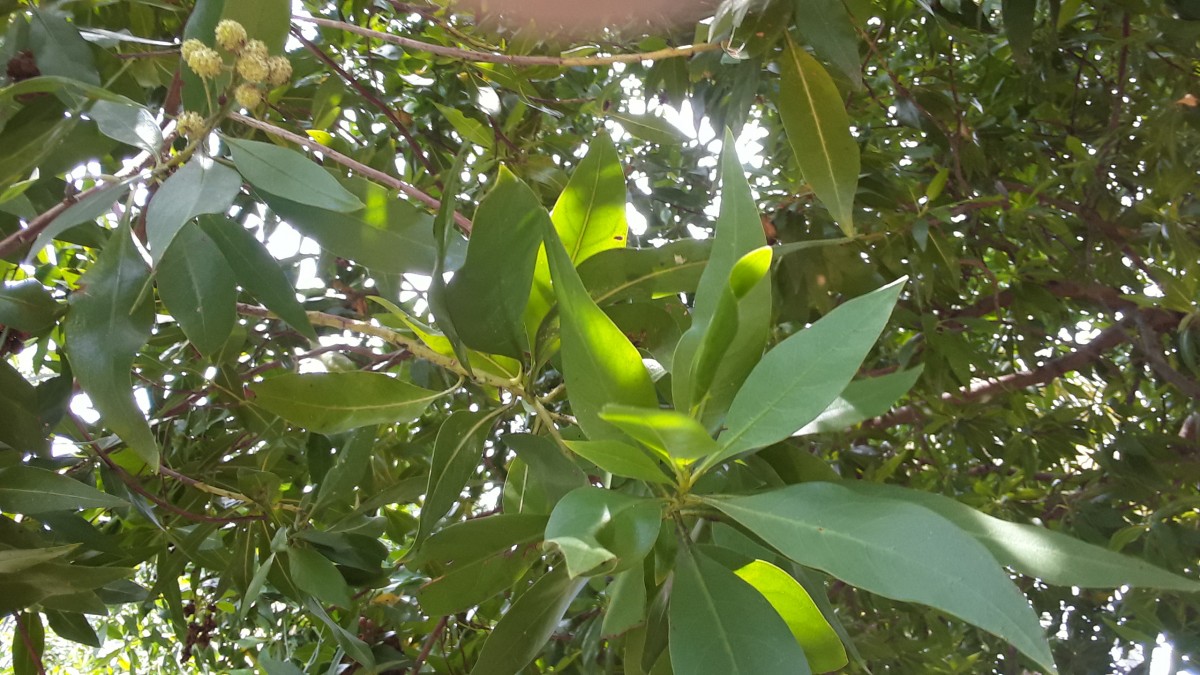 Conocarpus lancifolius Engl.